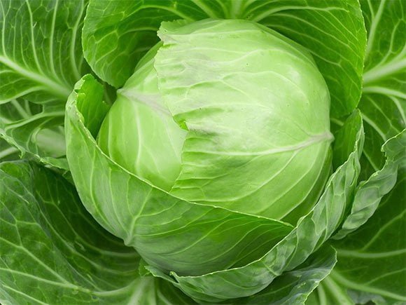 पत्ता गोभी के फायदे और नुकसान पत्ता गोभी के फायदे और नुकसान - Cabbage (Patta Gobhi) Benefits and Side-effects in Hindi