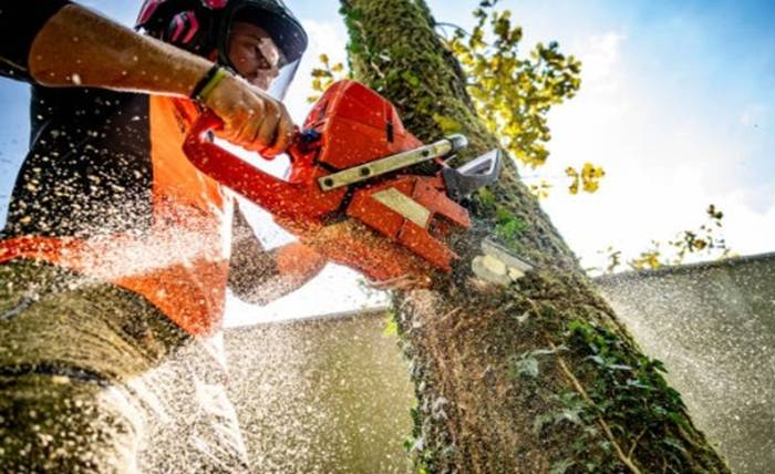 Professional Tree Cutting Services in Singapore – Safety & Efficiency Guaranteed Screenshot 56